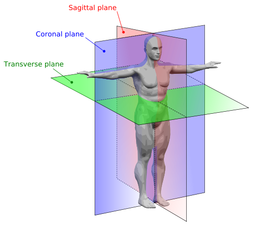 Human Anatomy Planes Human Anatomy Planes