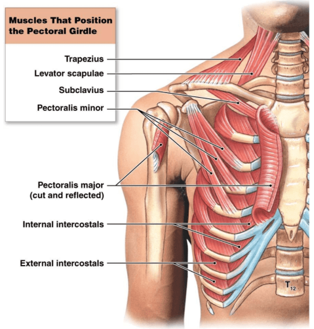 The Pectoral Girdle