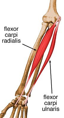 Flexor Carpi Ulnaris