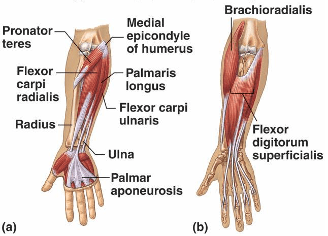 supinator and pronator muscles