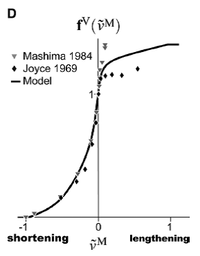 Force-Velocity Curve