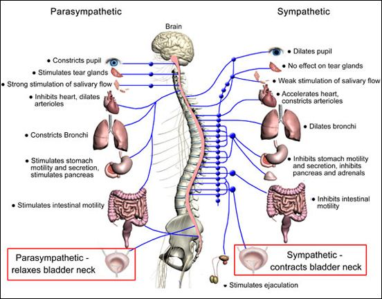 parasympathetic vs. sympathetic nervous system